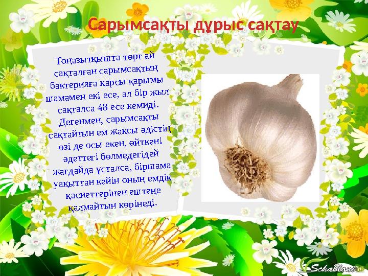 Сарымсақ – пияз туысты, көпжылдық өсімдік. Оның пиязшығы өте көп пиязшықтардан - «тілшелерден» құралады. Сарымсақтың пиязшығы