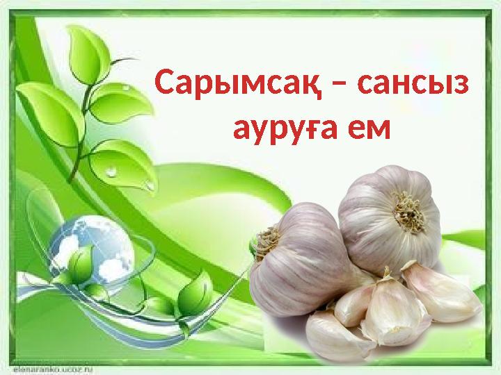 Сарымсақты дұрыс сақтауТ о ң азы тқы ш та тө рт ай сақталған сар ы м сақты ң б актер и яға қар сы қар ы м ы ш ам ам е