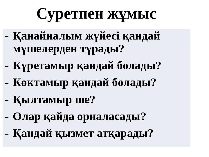 Суретпен жұмыс - Қанайналым жүйесі қандай мүшелерден тұрады? - Күретамыр қандай болады? - Көктамыр қандай болады? - Қылтамыр