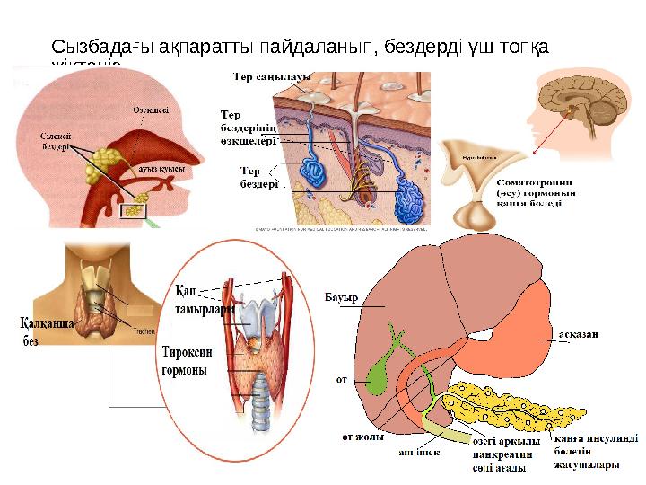 Сызбадағы ақпаратты пайдаланып, бездерді үш топқа жіктеңіз