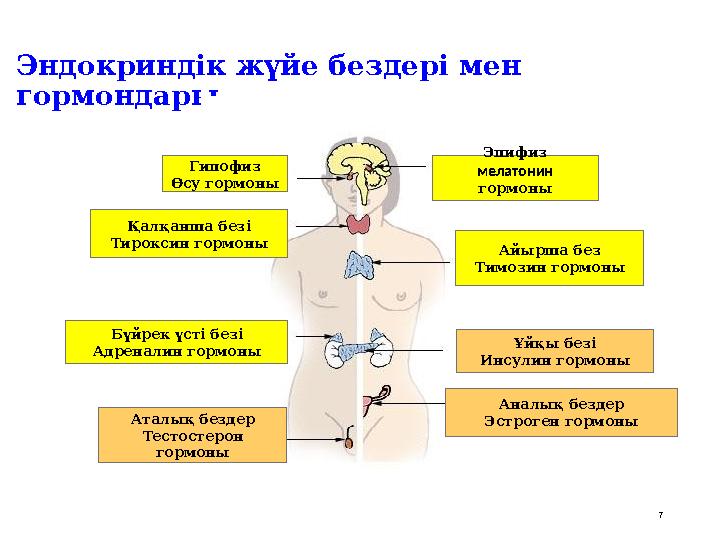 Эндокриндік жүйе бездері мен гормондары Гипофиз Өсу гормоны Қалқанша безі Тироксин гормоны Айырша без Тимозин гормоны Эпифиз ме