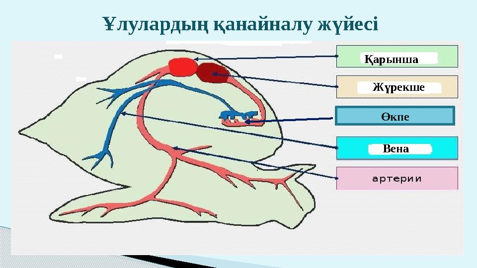 Ұлулардың қанайналу жүйесі Қарынша Жүрекше ВенаӨкпе