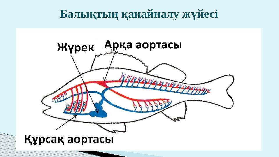 Балықтың қанайналу ж үйесі