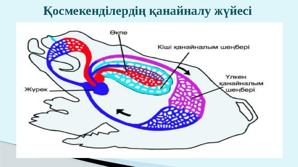 Қосмекенділердің қанайналу жүйесі