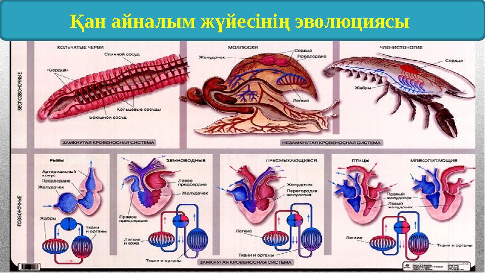 Қан айналым жүйесінің эволюциясы