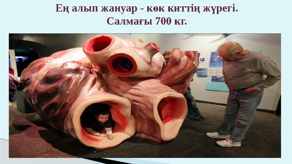 Ең алып жануар - көк киттің жүрегі. Салмағы 700 кг.