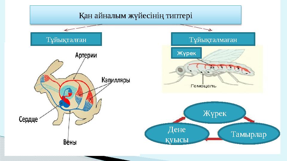 Қан айналым жүйесінің типтері Тұйықталған Тұйықталмаған Жүрек Дене қуысы ТамырларЖүрек