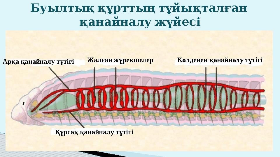 Буылтық құрттың тұйықталған қанайналу жүйесі Жалған жүрекшелер Арқа қанайналу түтігі Көлдеңен қанайналу түтігі Құрсақ қа