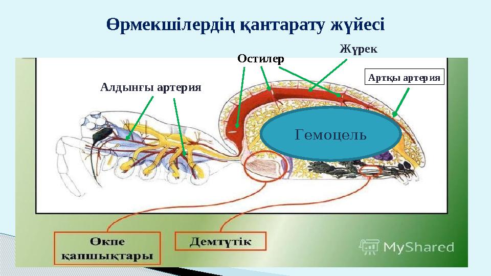 Өрмекшілердің қантарату жүйесі Алдынғы артерия Жүрек Остилер Артқы артерия Гемоцель