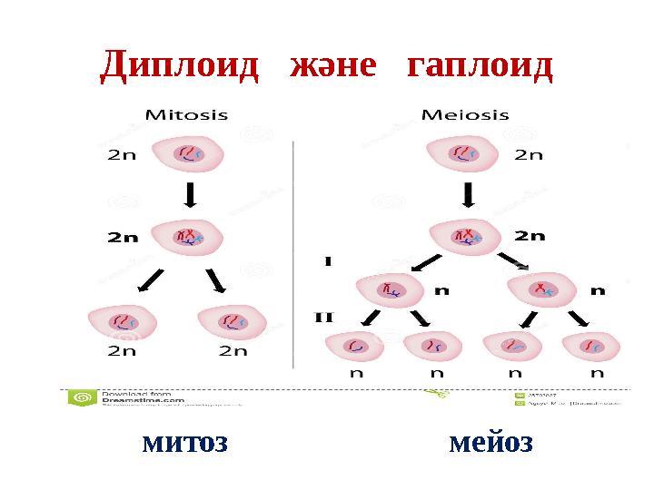 Диплоид және гаплоид митоз мейоз