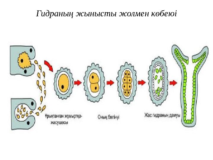 Гидраның жынысты жолмен көбеюі
