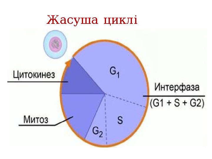 Жасуша циклі