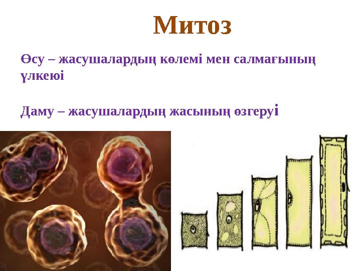 Митоз Өсу – жасушалардың көлемі мен салмағының үлкеюі Даму – жасушалардың жасының өзгеру і