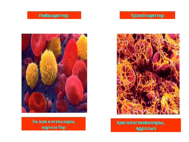Ақ қан клеткалары, ядросы барЛейкоциттер Қан пластинкалары, ядросызТромбоциттер