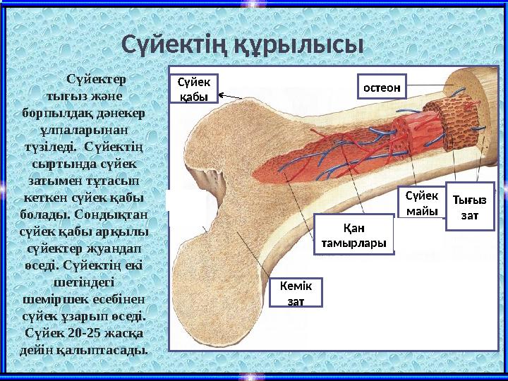 Сүйектің құрылысы Кемік зат Қан тамырлары Сүйек майы Тығыз затостеонСүйек қабыСүйектер тығыз және борпылдақ дәнекер ұл