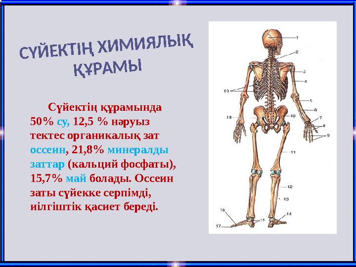 С Ү Й Е К Т ІҢ Х И М И Я Л Ы Қ Қ Ұ Р А М ЫСүйектің құрамында 50% су, 12,5 % нәруыз тектес органикалық зат оссеин , 21,8