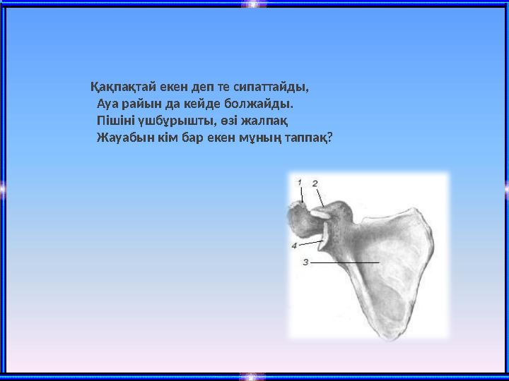 Қақпақтай екен деп те сипаттайды, Ауа райын да кейде болжайды. Пішіні үшбұрышты, өзі жалпақ Жа