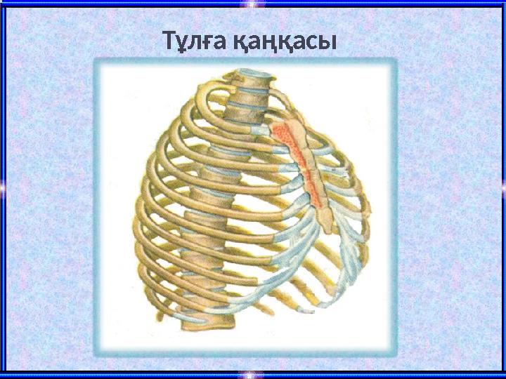 Тұлға қаңқасы