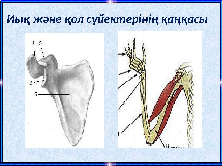 Иық және қол сүйектерінің қаңқасы