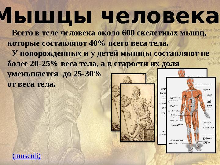 Мышцы человека Всего в теле человека около 600 скелетных мышц, которые составляют 40% всего веса тела. У новорожденных
