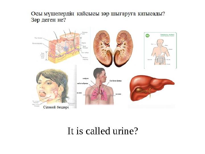 It is called urine?