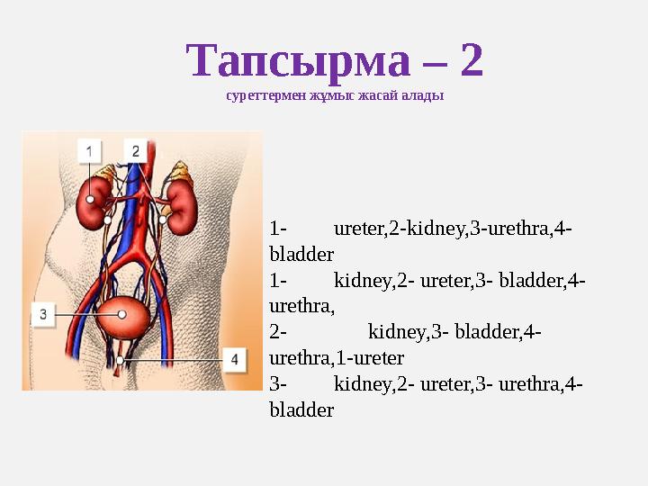 Тапсырма – 2 суреттермен жұмыс жасай алады 1- ureter,2-kidney,3-urethra,4- bladder 1- kidney,2- ureter,3- bladder,4- urethra