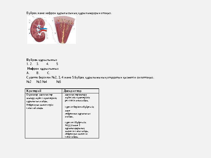 Бүйрек және нефрон құрылысының құрылымдарын атаңыз. Бүйрек құрылымы: 1. 2. 3. 4. 5 Нефрон құр