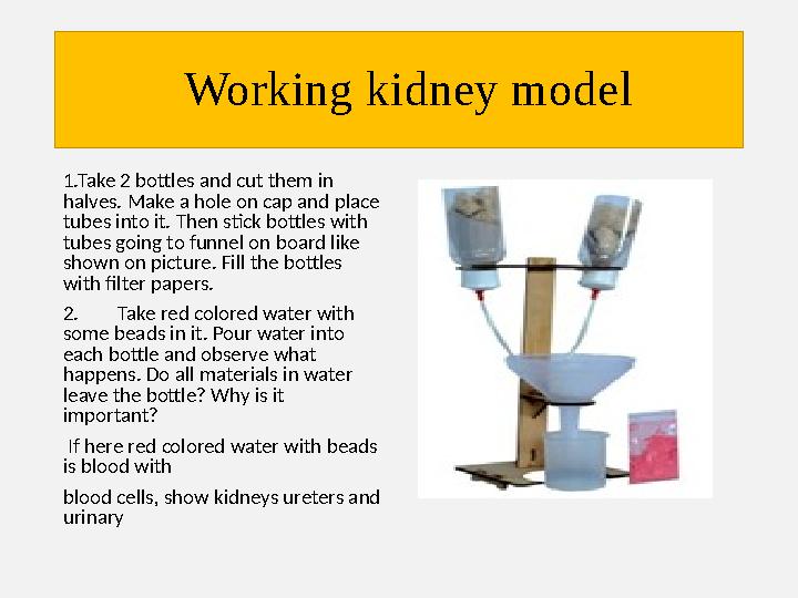 Working kidney model 1.Take 2 bottles and cut them in halves. Make a hole on cap and place tubes into it. Then sti