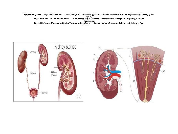 Бүйректің құрылысы https://bilimland.kz/kk/courses/biologiya-kk/adam-biologiyalyq-tur-retinde/zar-shyharu/lesson/zar-shyharu-z