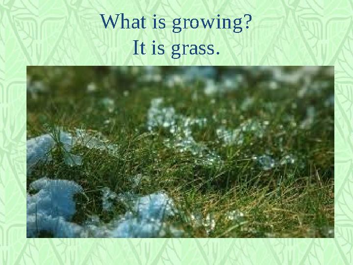 What is growing? It is grass.