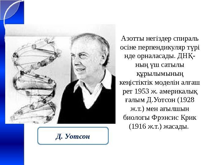 Азотты негіздер спираль осіне перпендикуляр түрі нде орналасады. ДНҚ- ның үш сатылы құрылымының кеңістіктік моделін алғаш ре