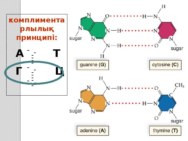 комплимента рлылық принципі: А Т Г Ц - - - - - - - - - - - - - - -