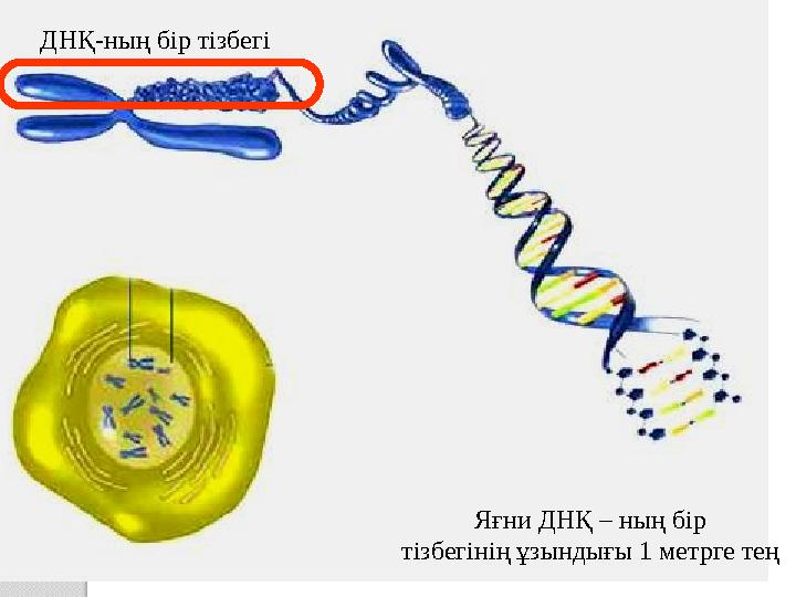 ДНҚ-ның бір тізбегі Яғни ДНҚ – ның бір тізбегінің ұзындығы 1 метрге тең