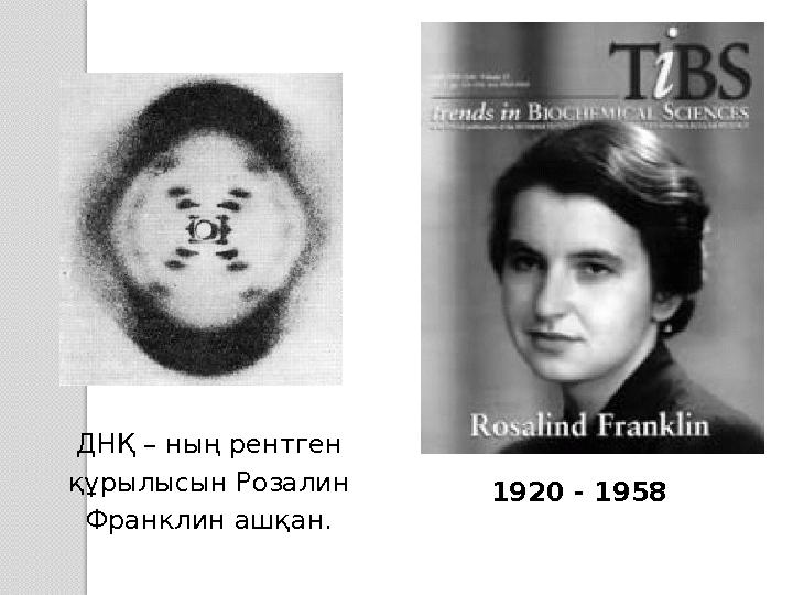 ДНҚ – ның рентген құрылысын Розалин Франклин ашқан. 1920 - 1958