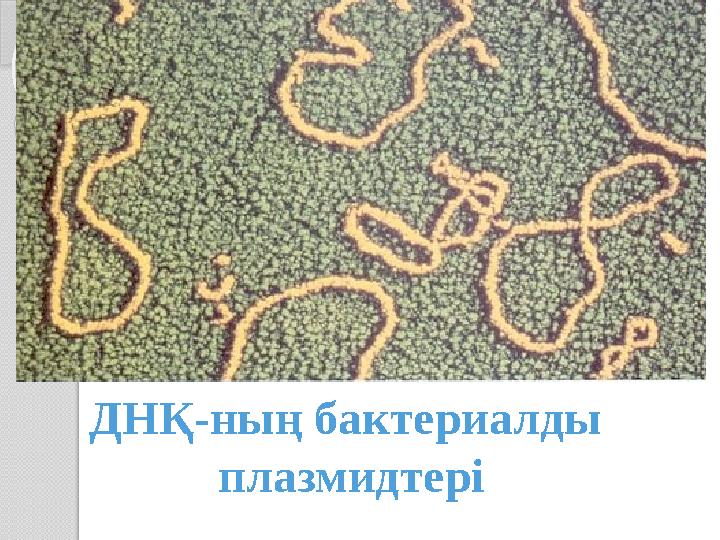 ДНҚ-ның бактериалды плазмидтері