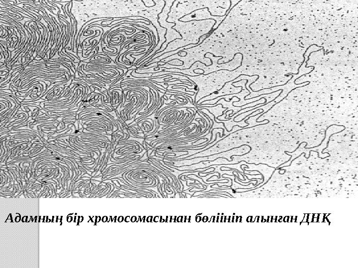 Адамның бір хромосомасынан бөліініп алынған ДНҚ