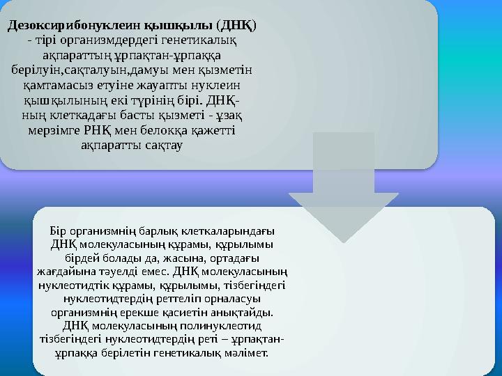 Дезоксирибонуклеин қышқылы ( ДНҚ ) - тірі организмдердегі генетикалық ақпараттың ұрпақтан-ұрпаққа берілуін,сақталуын,дамуы м