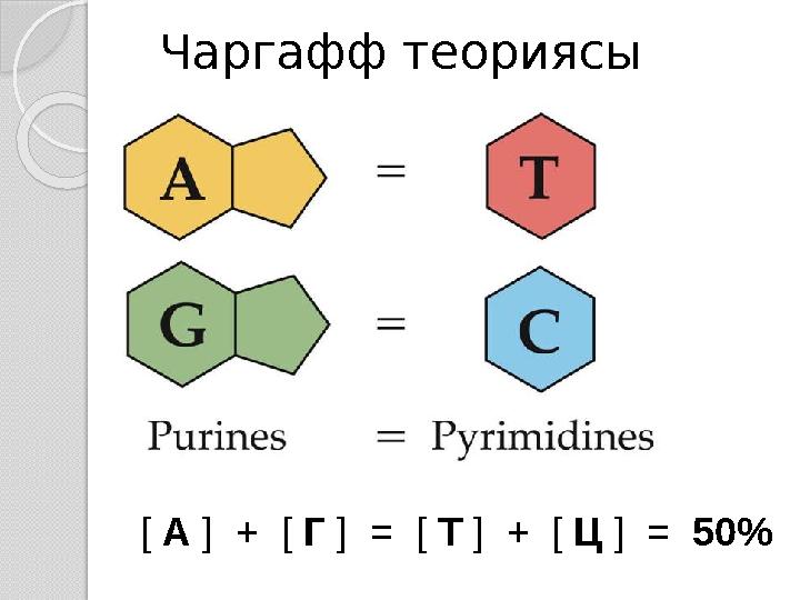 Чаргафф теориясы [ А ] + [ Г ] = [ Т ] + [ Ц ] = 50%
