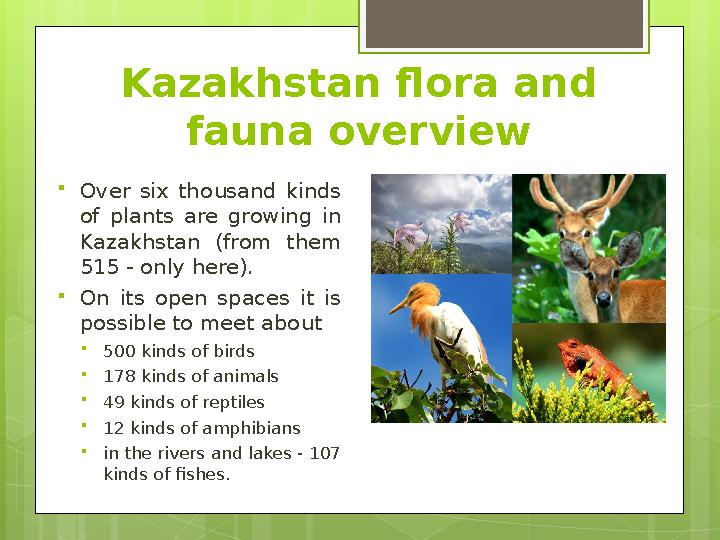 Kazakhstan flora and fauna overview  Over six thousand kinds of plants are growing in Kazakhstan (from them 515 -