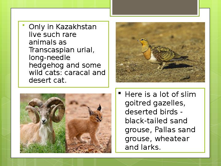  Only in Kazakhstan live such rare animals as Transcaspian urial, long-needle hedgehog and some wild cats: caracal and d