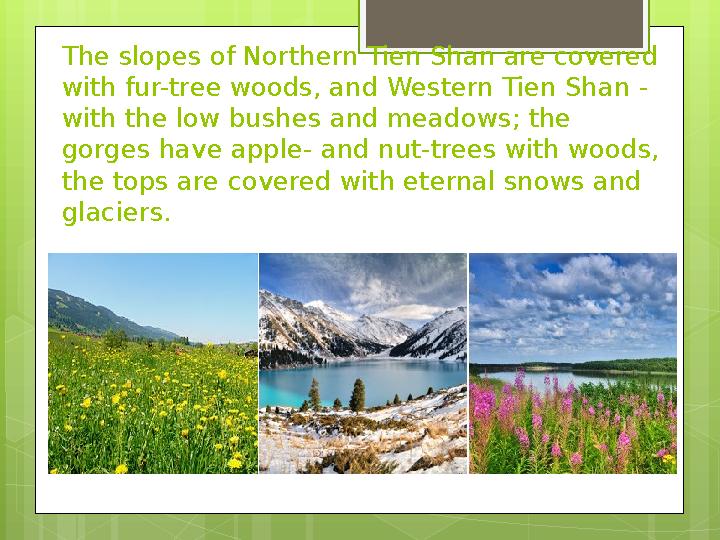 The slopes of Northern Tien Shan are covered with fur-tree woods, and Western Tien Shan - with the low bushes and meadows; the