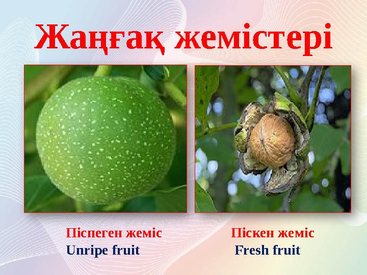 Жаңғақ жемістері Піспеген жеміс Unripe fruit Піскен жеміс Fresh fruit
