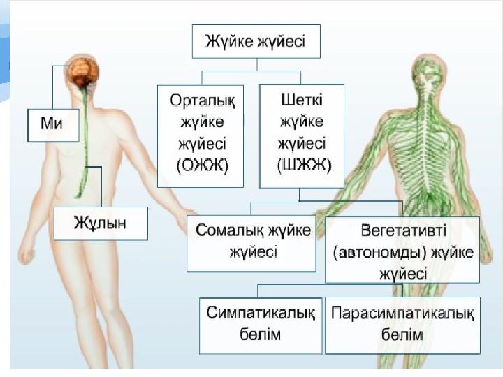 Шәуеттің гаг рефлексі