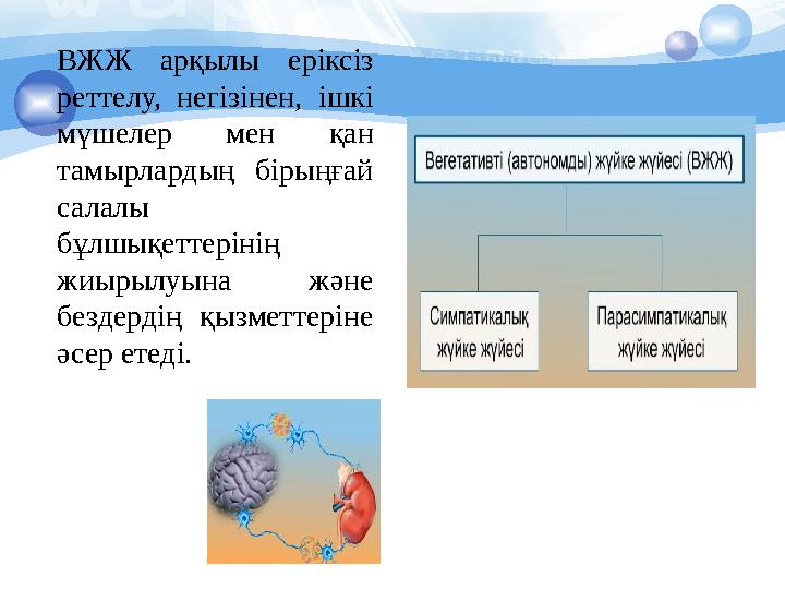 ВЖЖ арқылы еріксіз реттелу, негізінен, ішкі мүшелер мен қан тамырлардың бірыңғай салалы бұлшықеттерінің жиырылуына