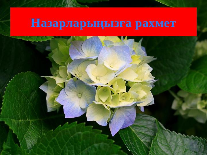 Назарларыңызға рахмет