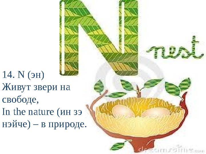 14. N (эн) Живут звери на свободе, In the nature (ин зэ нэйче) – в природе.