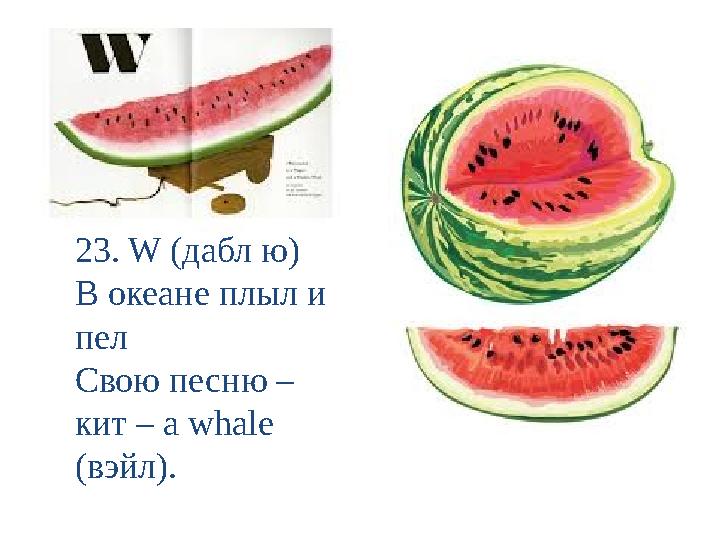 23. W (дабл ю) В океане плыл и пел Свою песню – кит – a whale (вэйл).