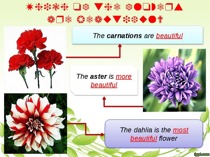 W h i c h o f t h e f l o w e r s a r e b e a u t i f u l ? The carnations are beautiful The aster is more beau