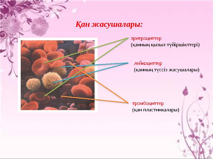 Қан жасушалары: эритроциттер (қанның қызыл түйіршікттері) лейкоциттер (қанның түссіз жасушалары) тромбоциттер (қан пластинкал