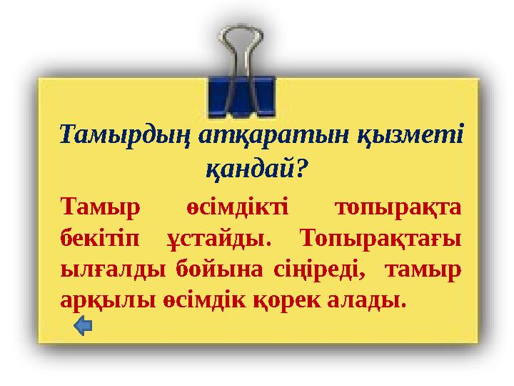 Тамырдың атқаратын қызметі қандай? Тамыр өсімдікті топырақта бекітіп ұстайды. Топырақтағы ылғалды бойына сіңіреді,